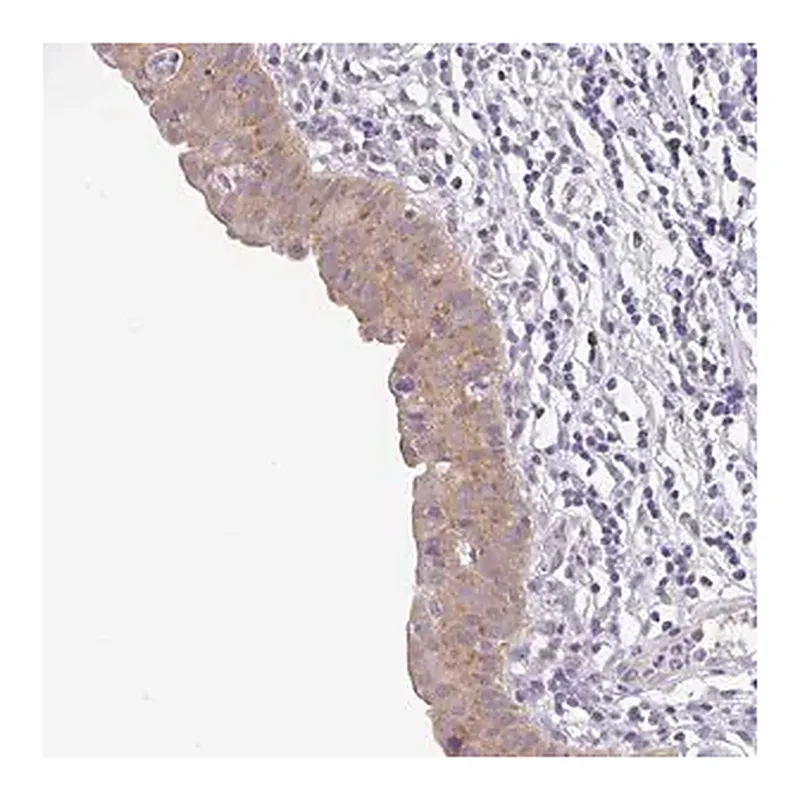 Merck Anti-BCL2L1 antibody produced in rabbit