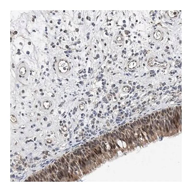 Merck Anti-TMEM132B antibody produced in rabbit