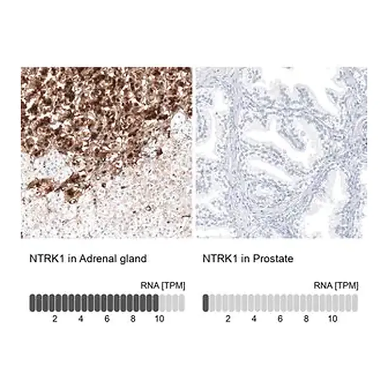Merck Anti-NTRK1 antibody produced in rabbit