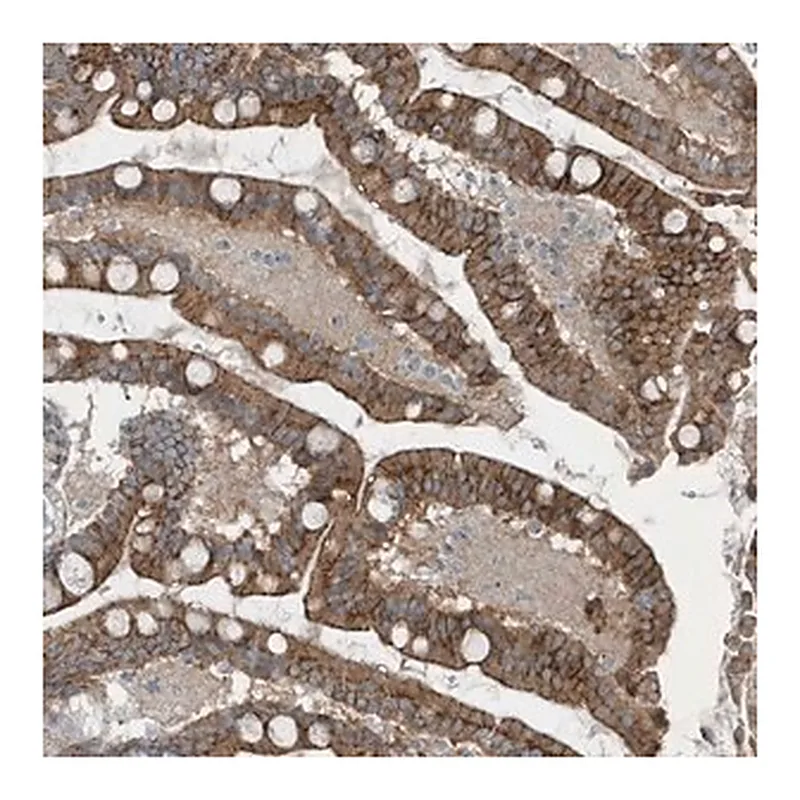 Merck Anti-GCC2 antibody produced in rabbit