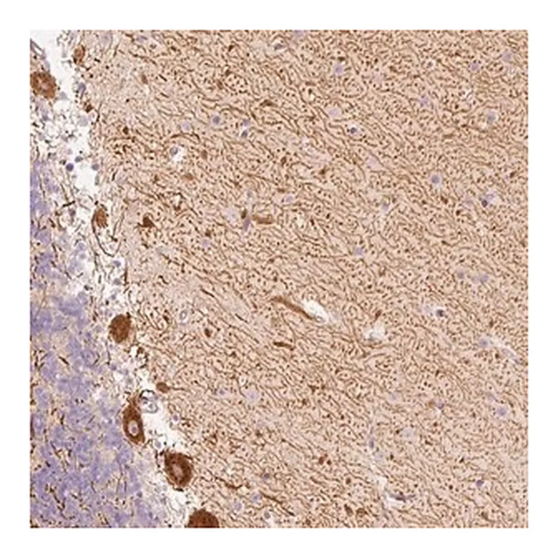 Merck Anti-SLC20A1 antibody produced in rabbit