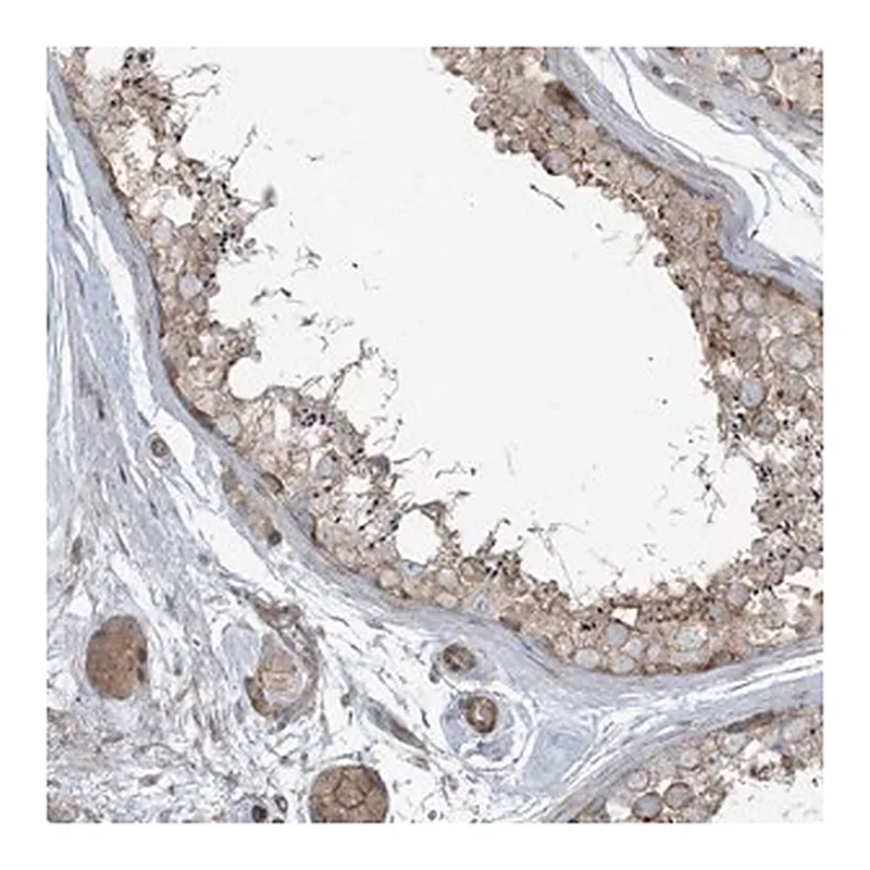Merck Anti-PIK3R4 antibody produced in rabbit