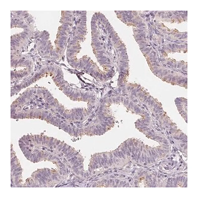 Merck Anti-DRC3 antibody produced in rabbit