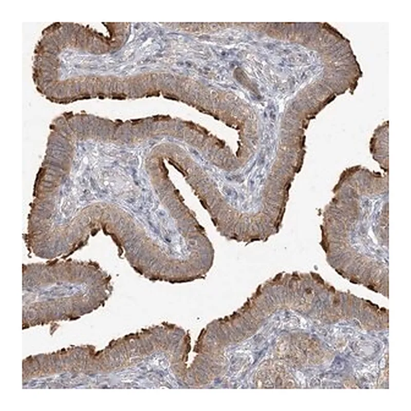 Merck Anti-ZC3H6 antibody produced in rabbit
