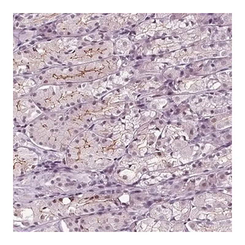 Merck Anti-SLC9A4 antibody produced in rabbit