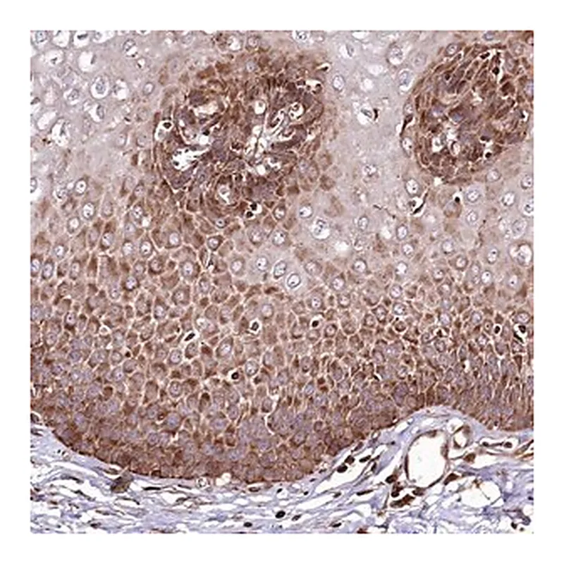 Merck Anti-THUMPD3 antibody produced in rabbit
