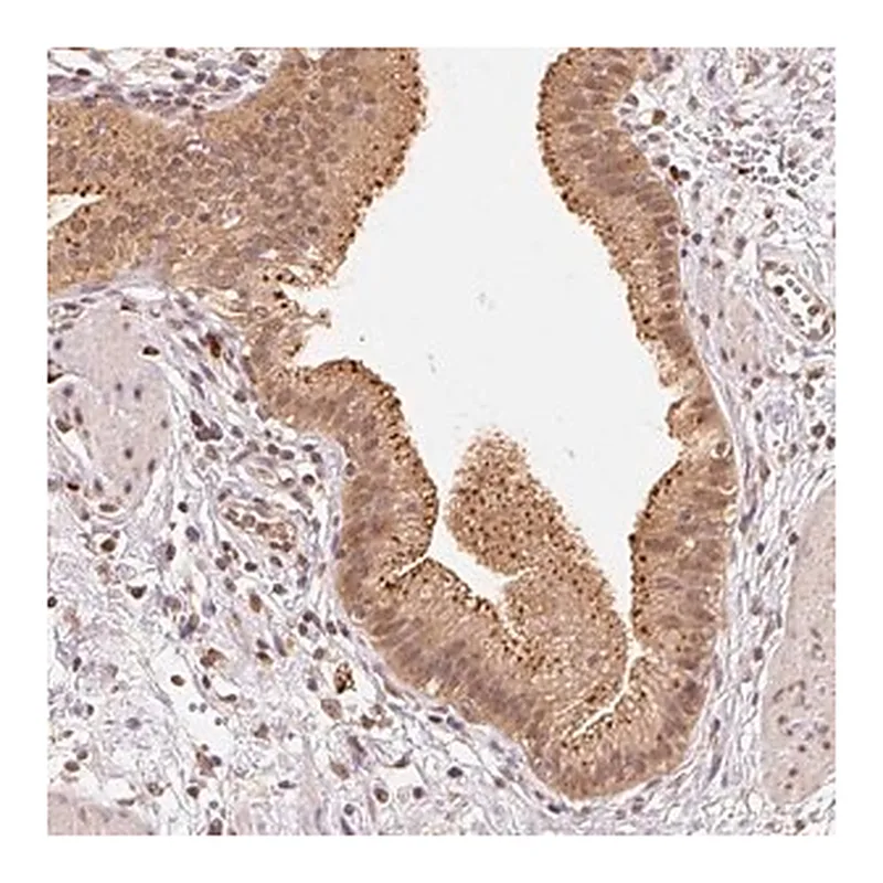 Merck Anti-GUSB antibody produced in rabbit