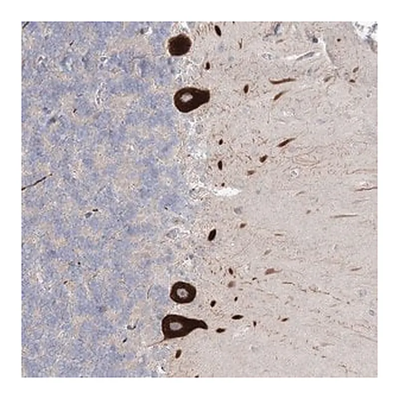 Merck Anti-FAM110C antibody produced in rabbit