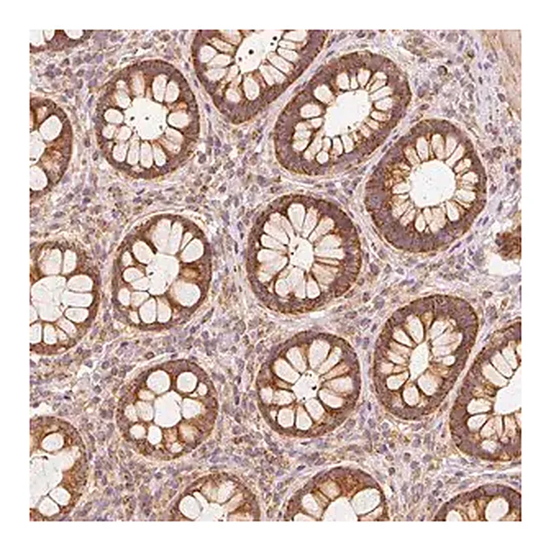 Merck Anti-TOMM40 antibody produced in rabbit