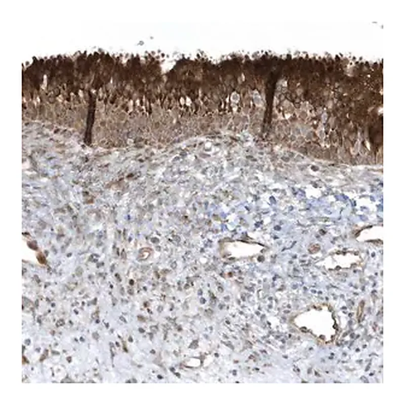 Merck Anti-FAM98A antibody produced in rabbit