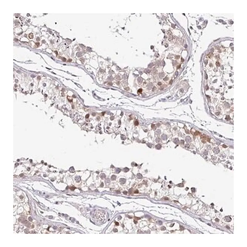 Merck Anti-NUP188 antibody produced in rabbit