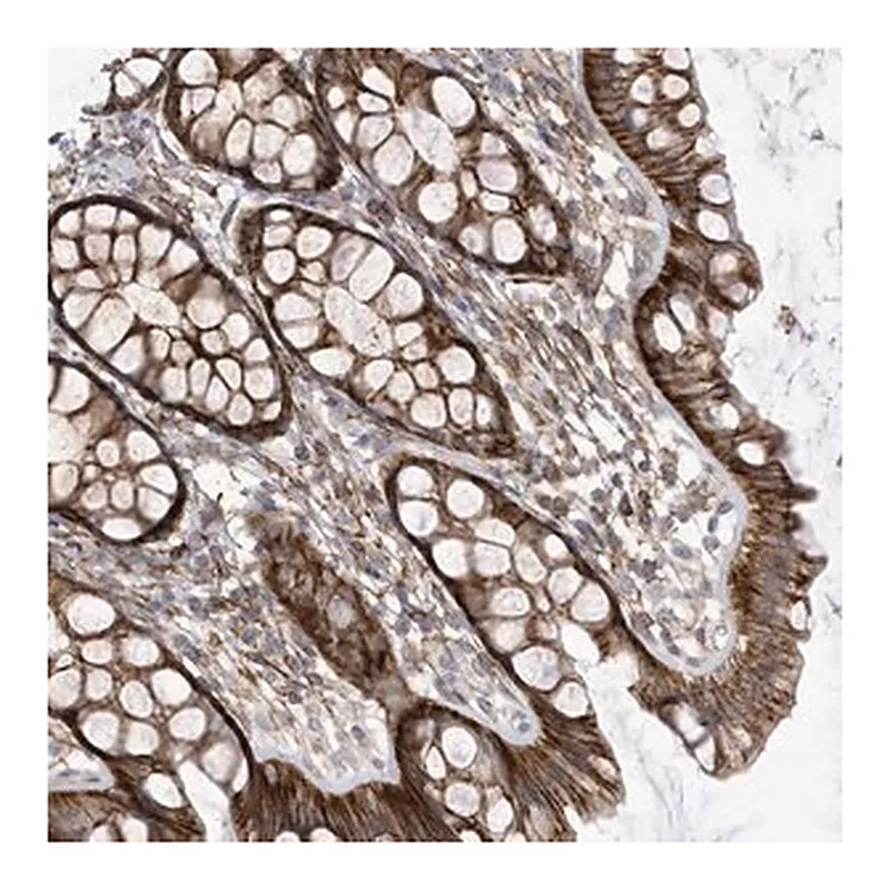 Merck Anti-ANAPC1 antibody produced in rabbit