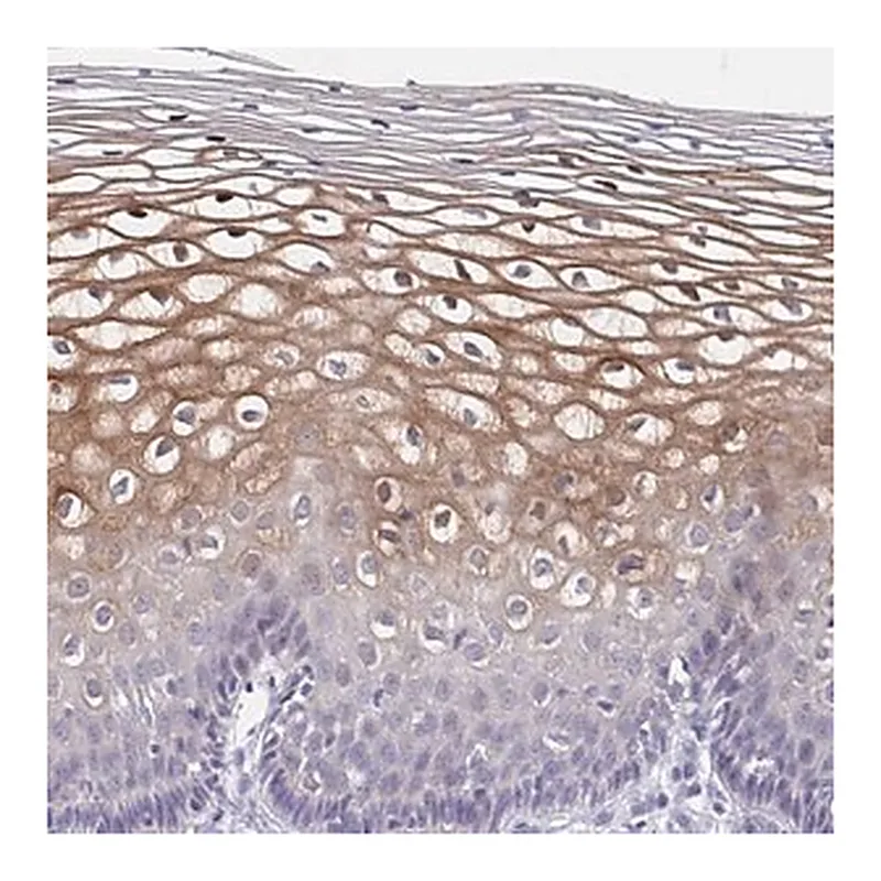 Merck Anti-CDC42BPG antibody produced in rabbit