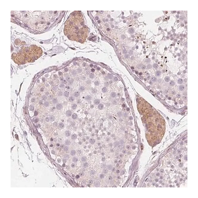 Merck Anti-BRSK1 antibody produced in rabbit