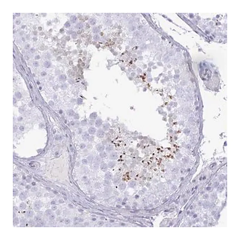 Merck Anti-SPAG4 antibody produced in rabbit