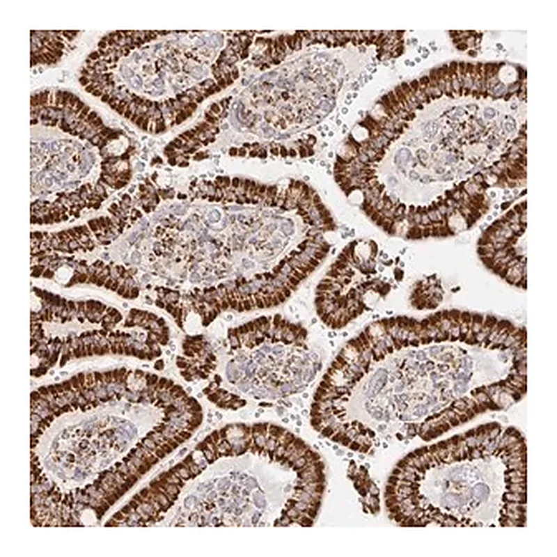 Merck Anti-STOML2 antibody produced in rabbit