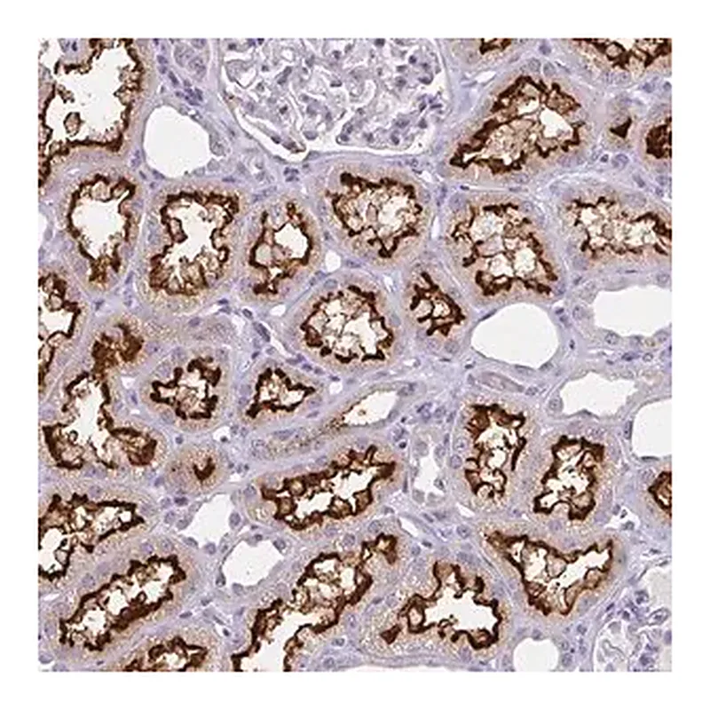Merck Anti-BBS12 antibody produced in rabbit