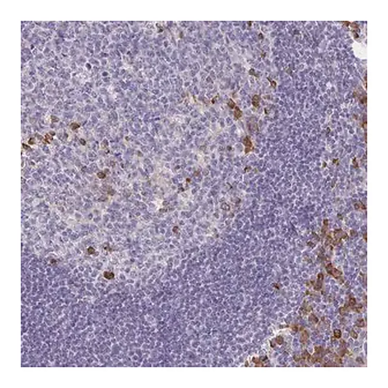 Merck Anti-BAD antibody produced in rabbit