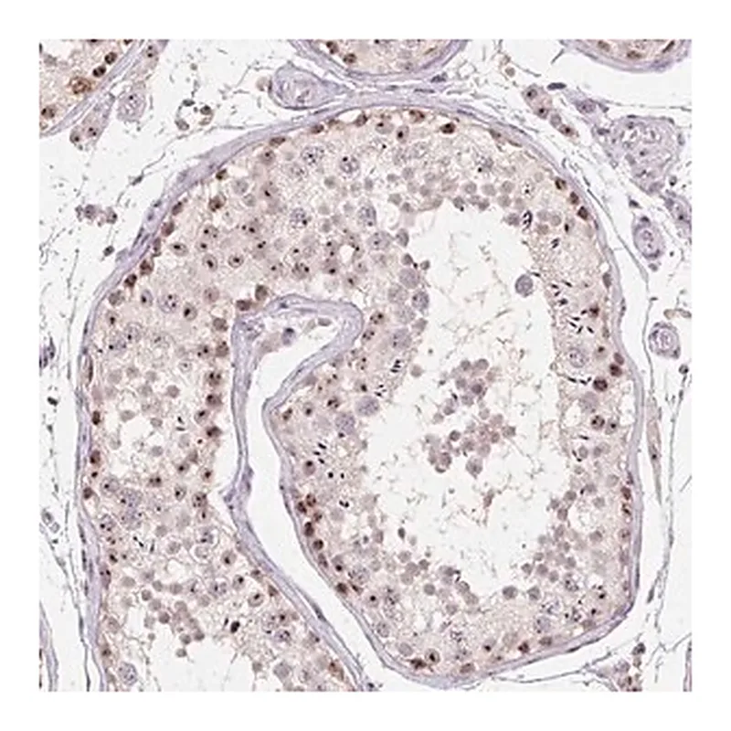 Merck Anti-BATF2 antibody produced in rabbit