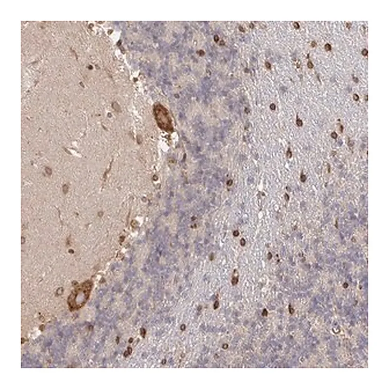 Merck Anti-PELI3 antibody produced in rabbit
