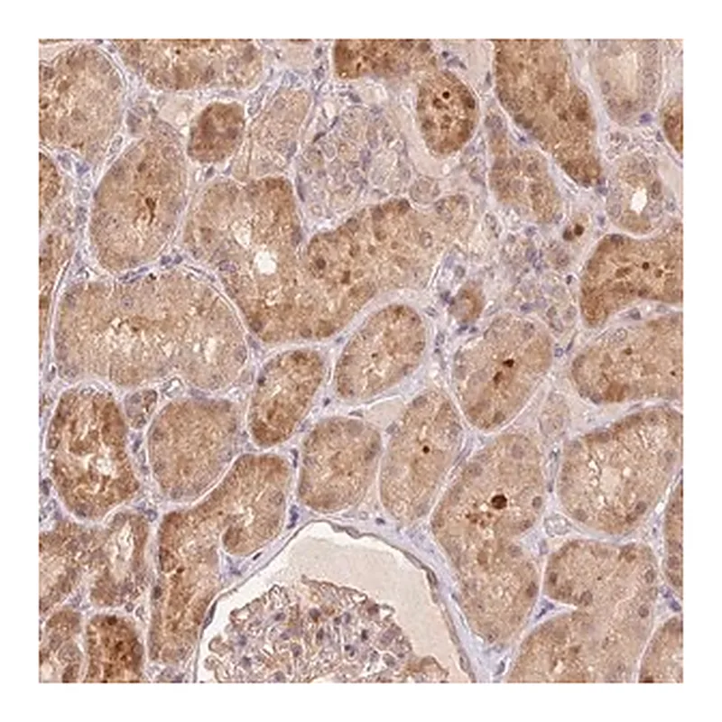 Merck Anti-NUDT16 antibody produced in rabbit