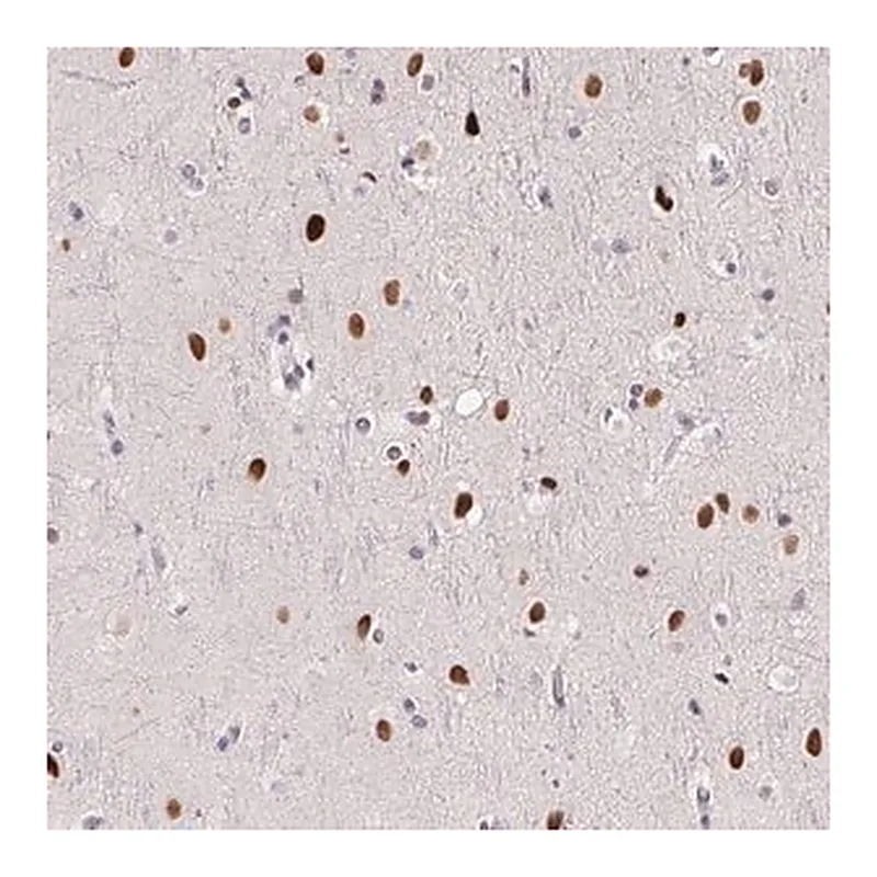 Merck Anti-SP9 antibody produced in rabbit