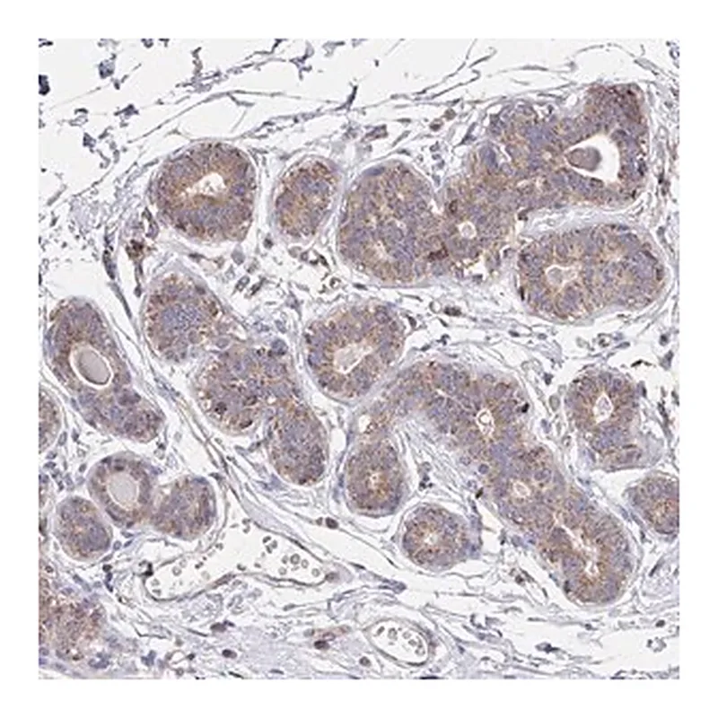 Merck Anti-C4orf32 antibody produced in rabbit