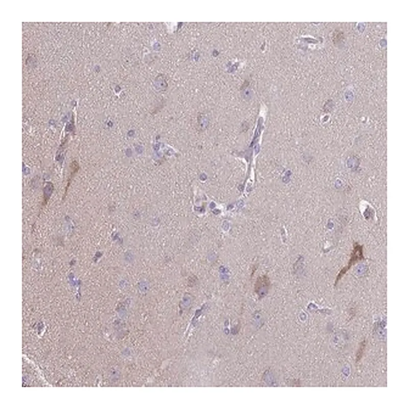 Merck Anti-PRR14L antibody produced in rabbit
