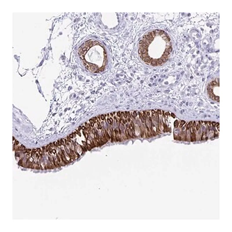 Merck Anti-ZNF781 antibody produced in rabbit