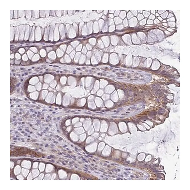 Merck Anti-LMF2 antibody produced in rabbit