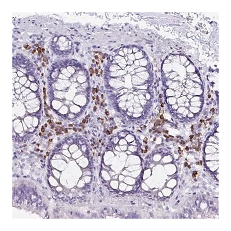 Merck Anti-FNTB antibody produced in rabbit