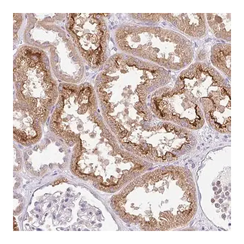 Merck Anti-SLC13A1 antibody produced in rabbit