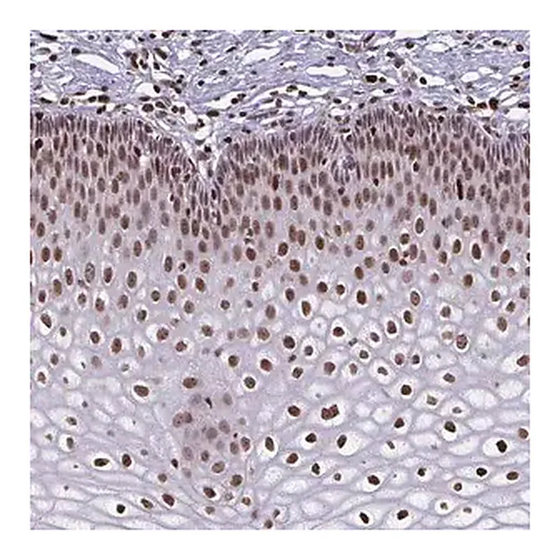 Merck Anti-BHLHA9 antibody produced in rabbit