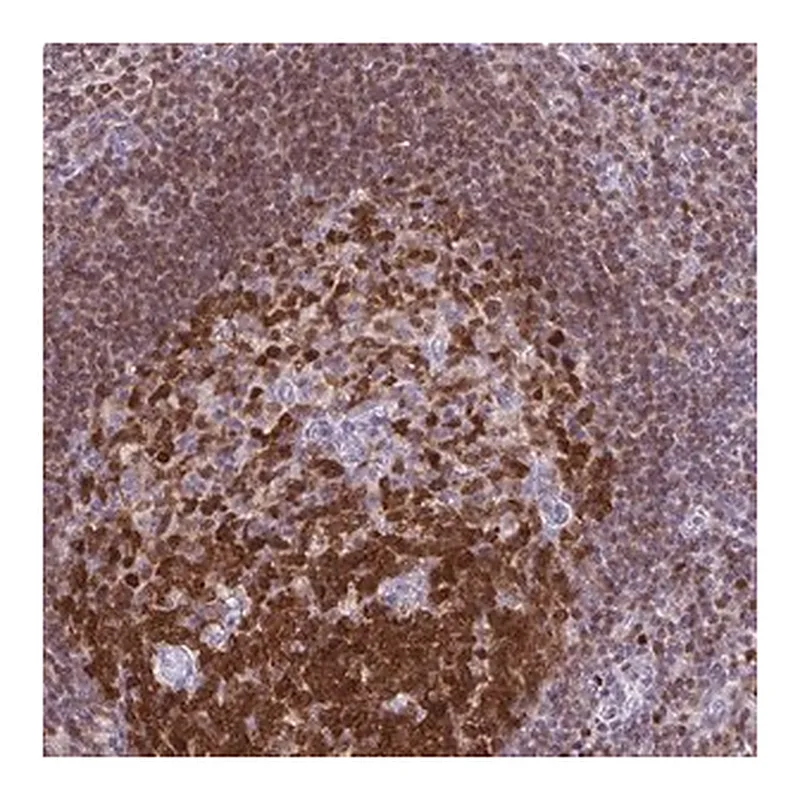 Merck Anti-DCK antibody produced in rabbit