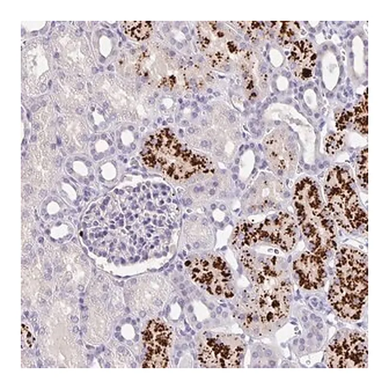 Merck Anti-EML6 antibody produced in rabbit