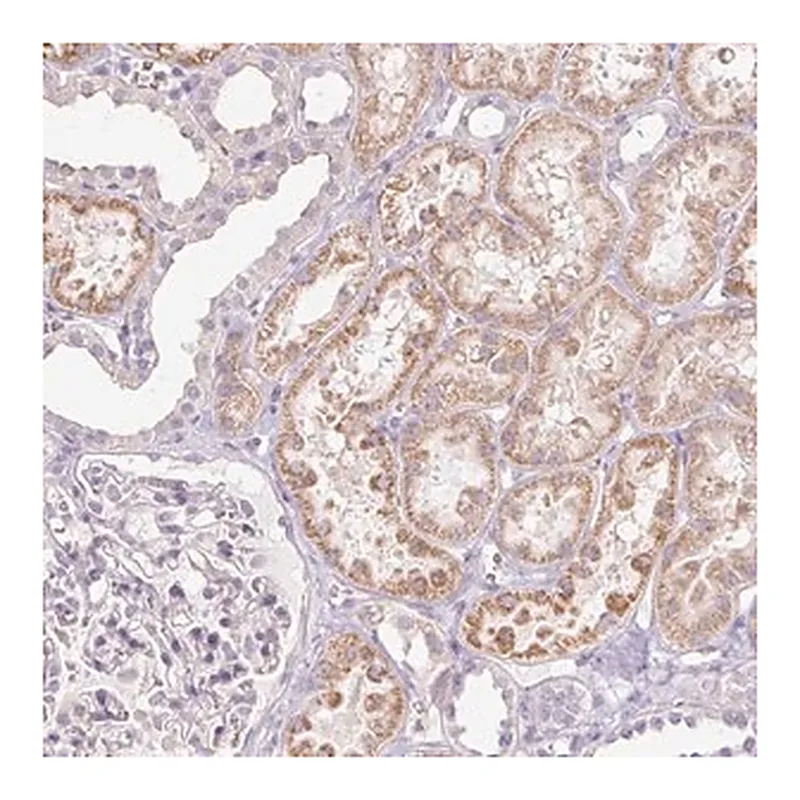 Merck Anti-IGFL3 antibody produced in rabbit