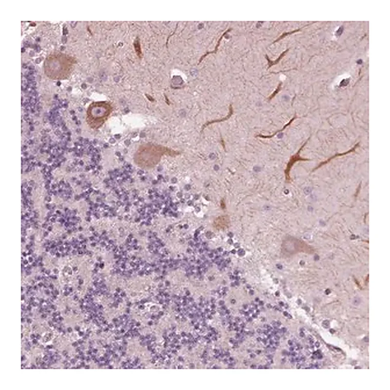 Merck Anti-CELSR3 antibody produced in rabbit