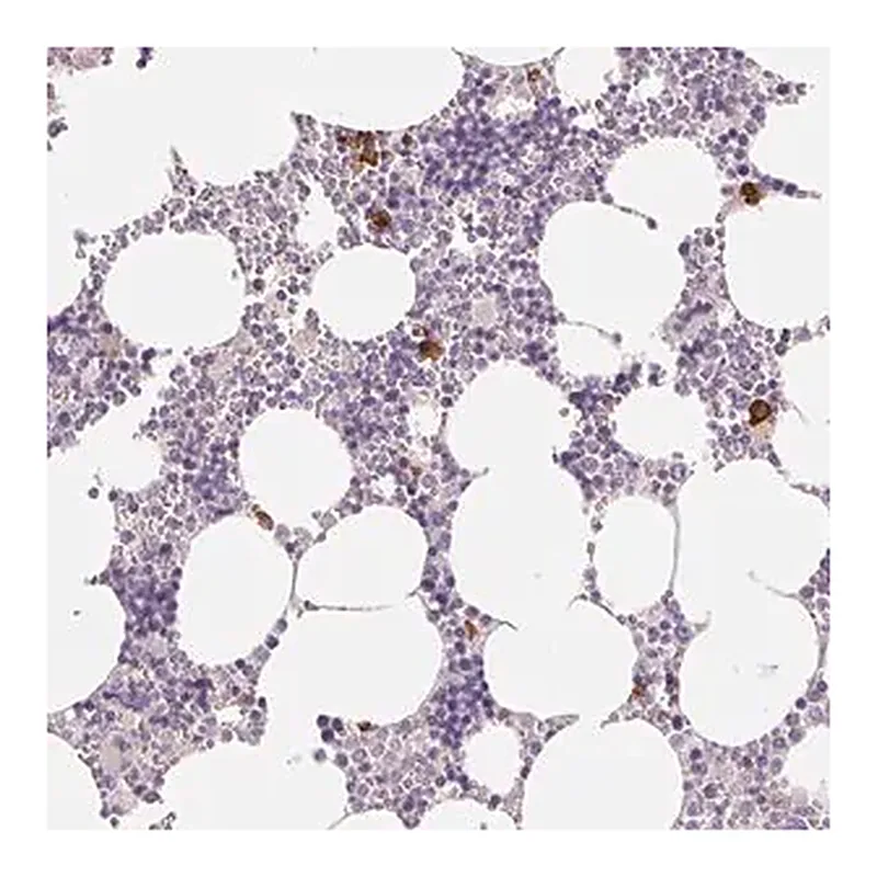 Merck Anti-IFIT1B antibody produced in rabbit