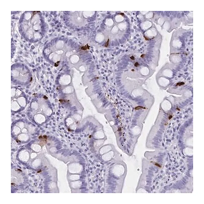 Merck Anti-GPR137 antibody produced in rabbit