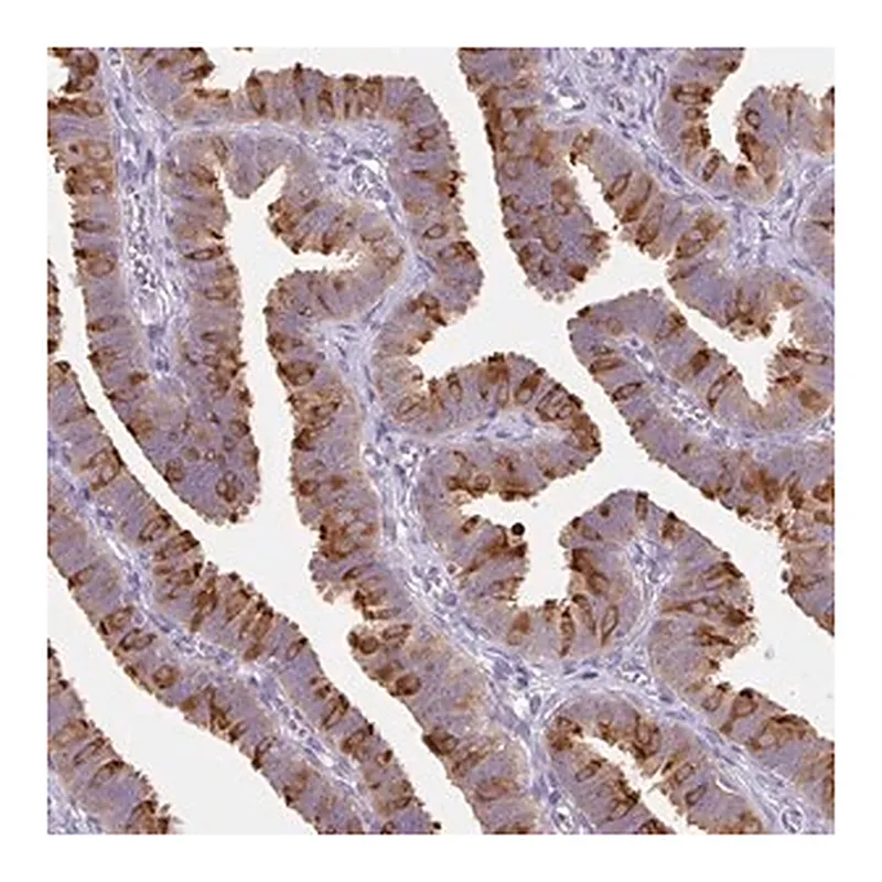 Merck Anti-DYNC2LI1 antibody produced in rabbit