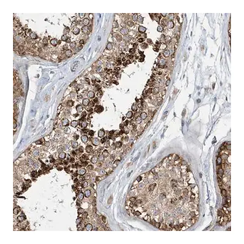 Merck Anti-SPATA5 antibody produced in rabbit