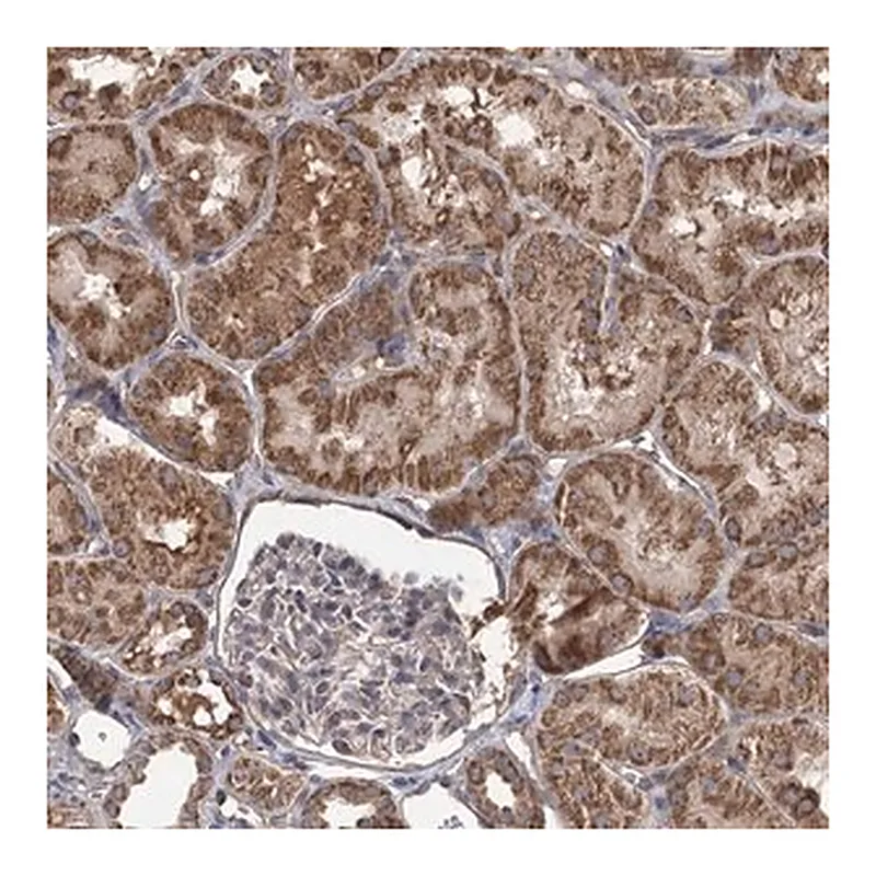 Merck Anti-RWDD4 antibody produced in rabbit