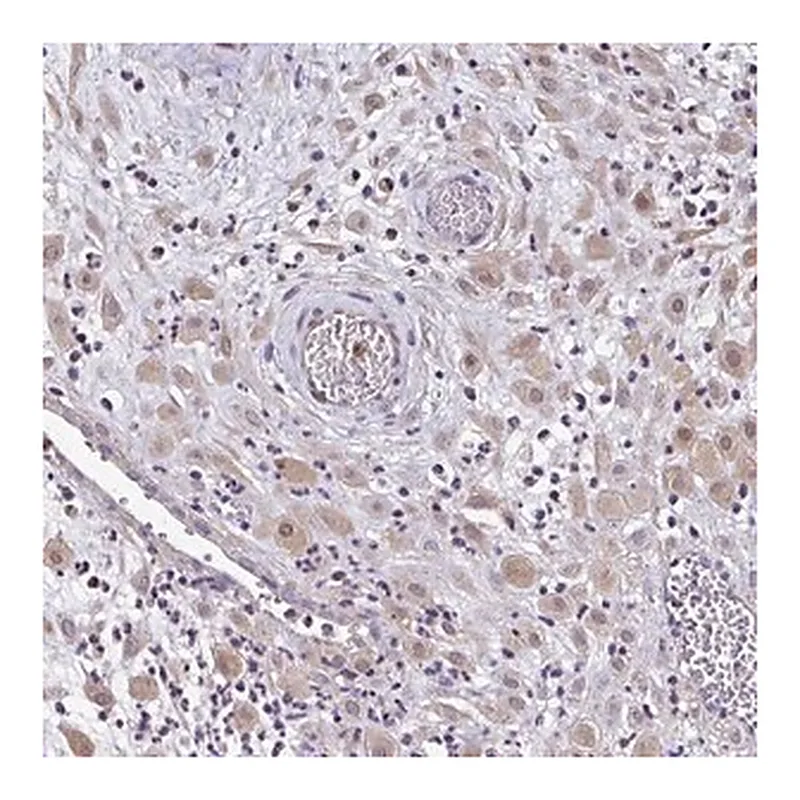 Merck Anti-ZFP1 antibody produced in rabbit
