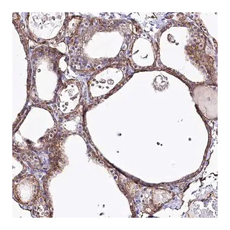 Merck Anti-SLC39A10 antibody produced in rabbit