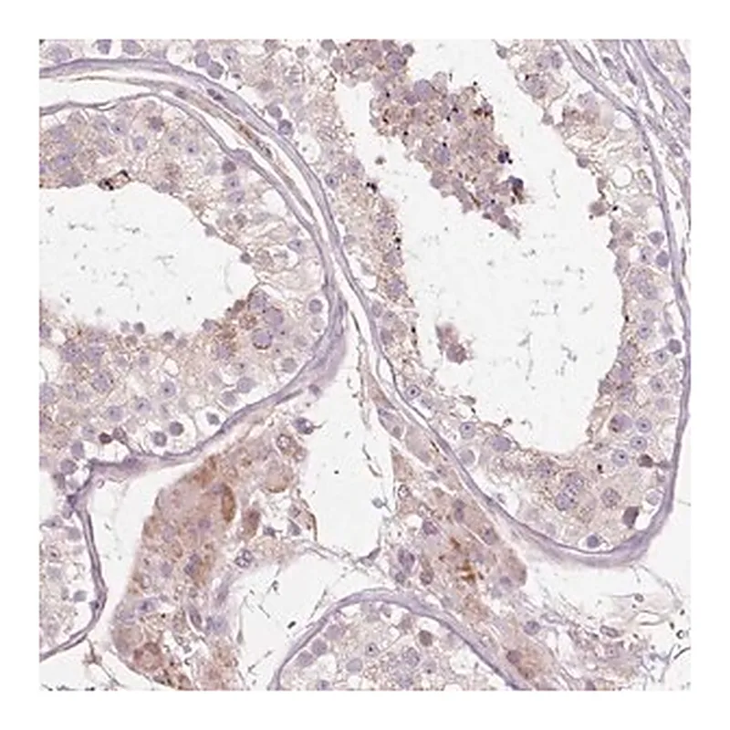 Merck Anti-PDZD2 antibody produced in rabbit