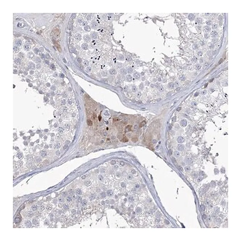 Merck Anti-ZNF622 antibody produced in rabbit