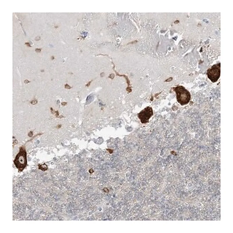 Merck Anti-FARSB antibody produced in rabbit