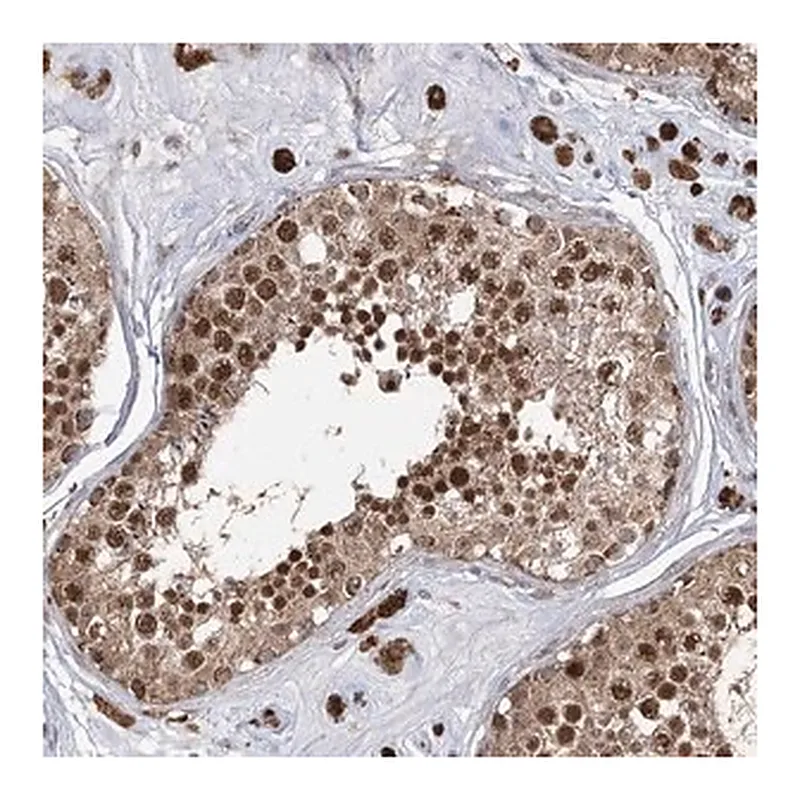 Merck Anti-SLC4A1AP antibody produced in rabbit