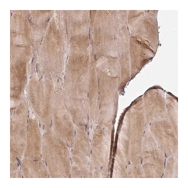 Merck Anti-CAST antibody produced in rabbit