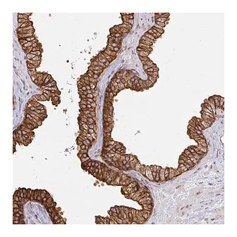 Merck Anti-CAST antibody produced in rabbit